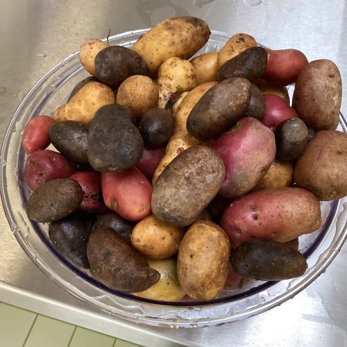 Kartoffeln 7